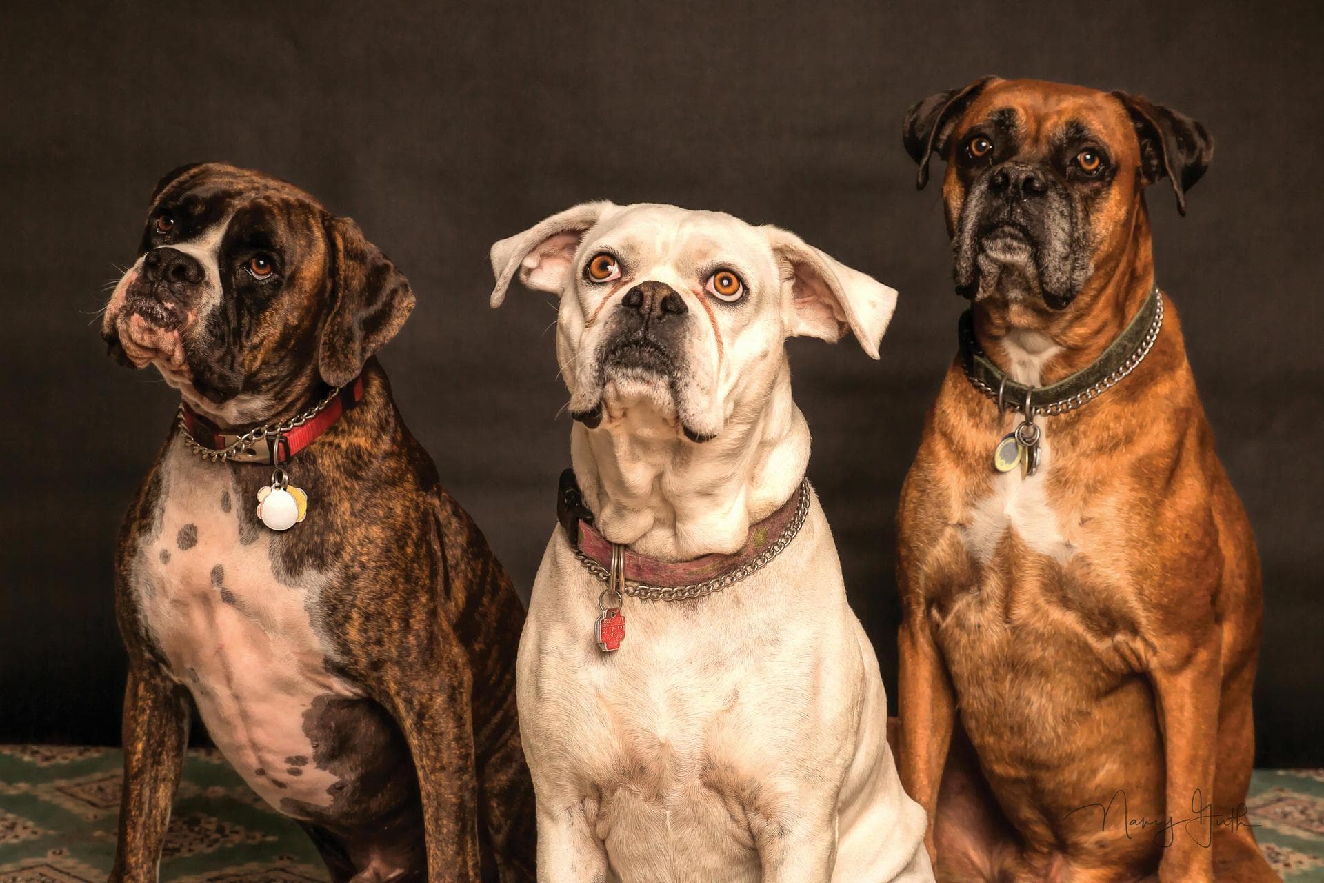 Annual Vaccination With Kennel Cough Prices in Edinburgh