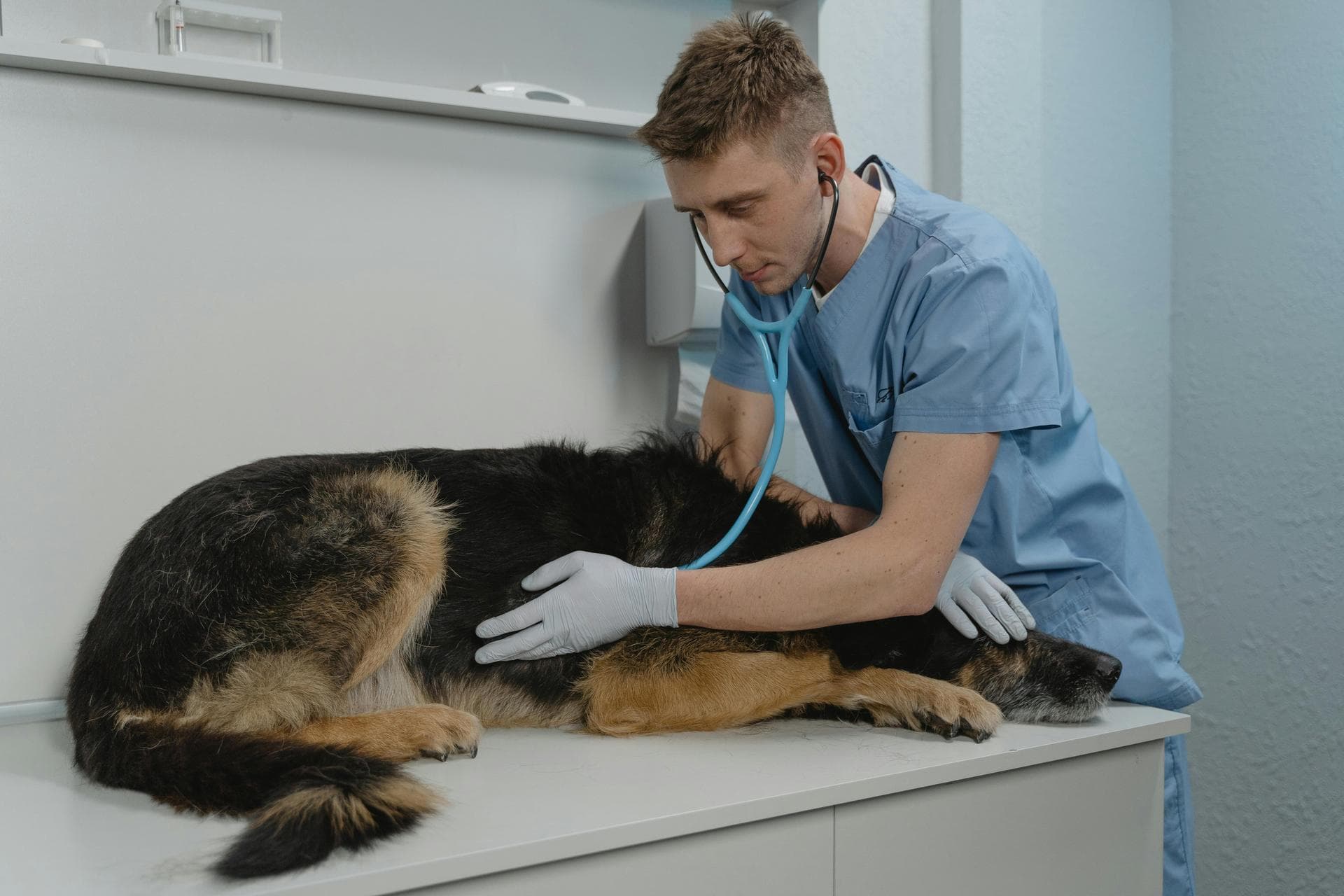 Dog & Cat Vets in Edinburgh