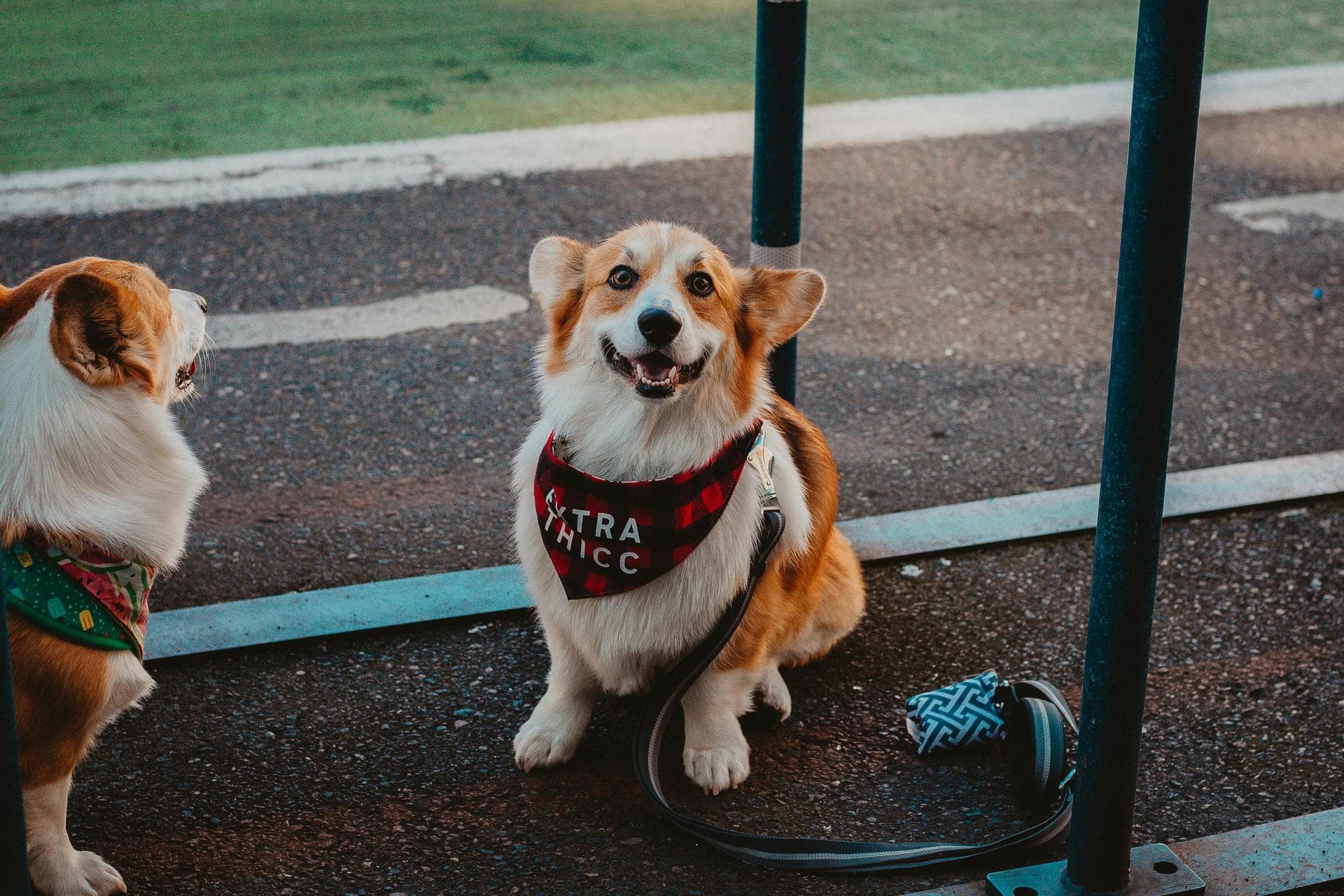 Dog Animal Health Certificate Pet Passport Prices in Edinburgh