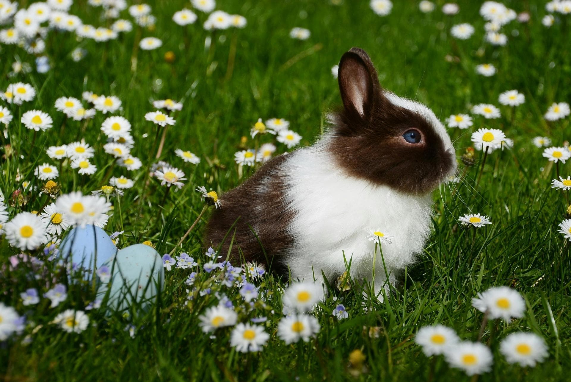 Cat Animal Health Certificate Pet Passport Prices in Edinburgh