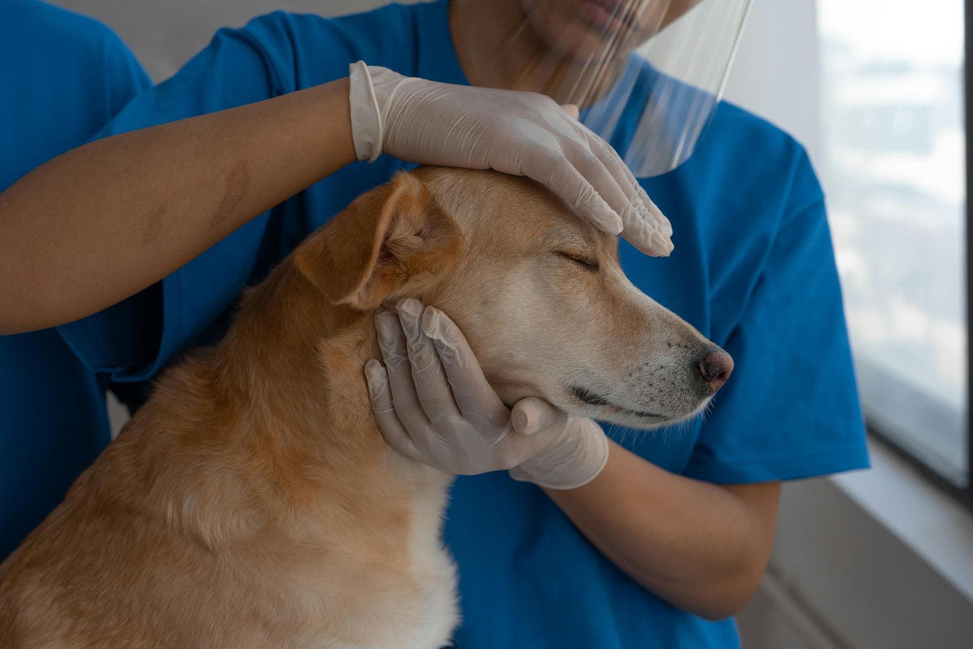 Dog Euthanasia Put Down Prices in Edinburgh
