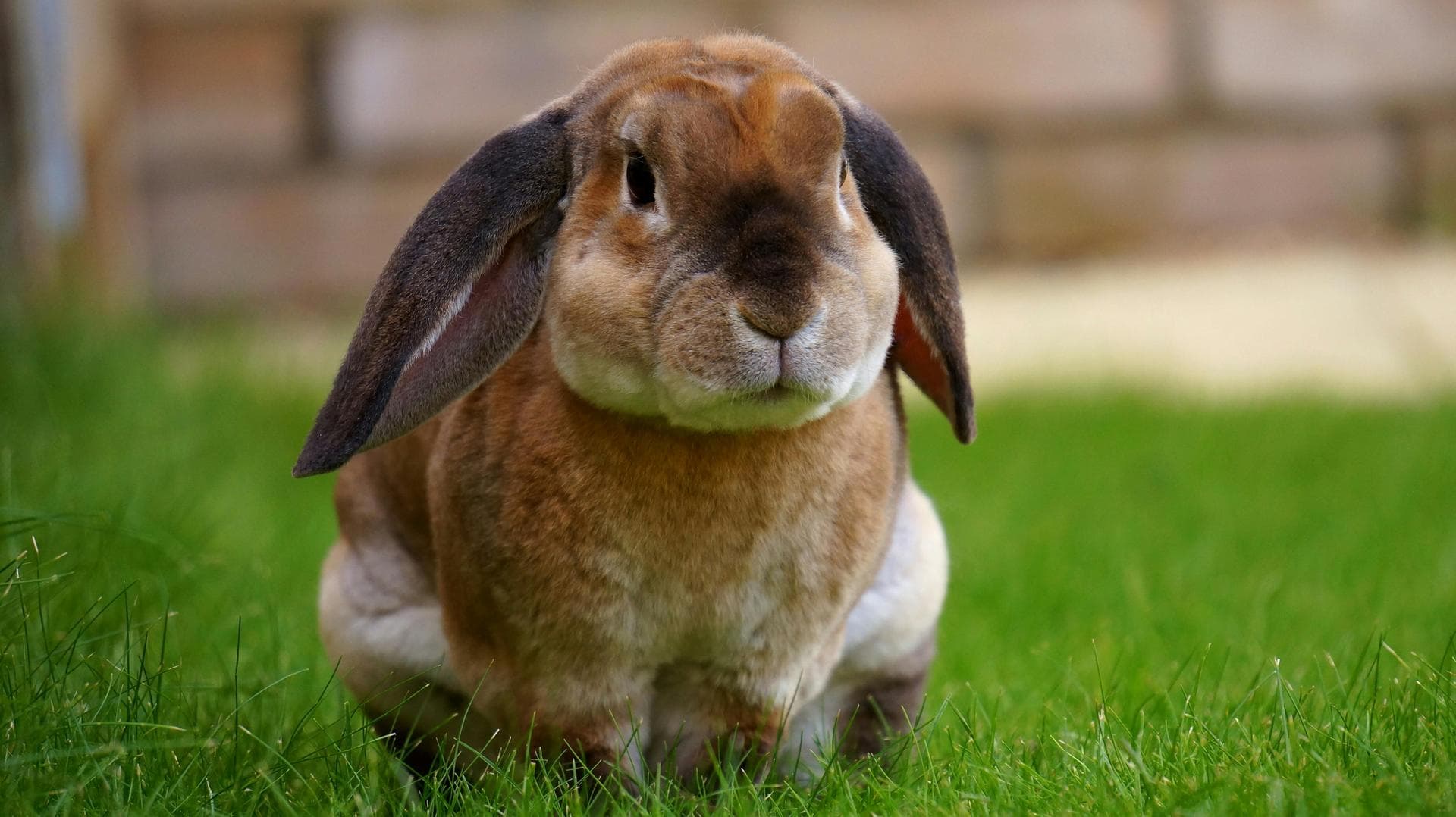 Specialist Vets in Edinburgh
