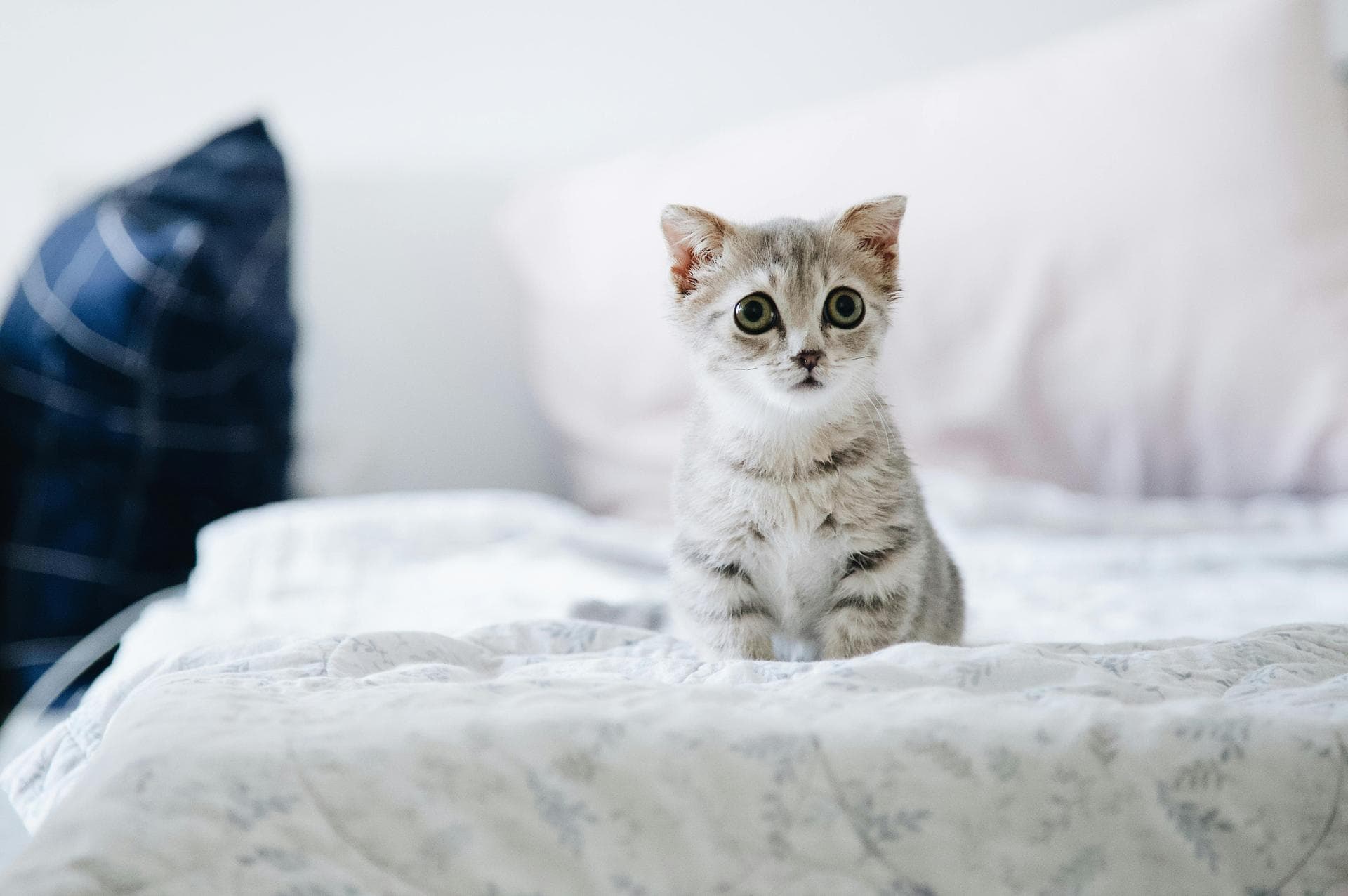 Cat Cremation Prices in Edinburgh