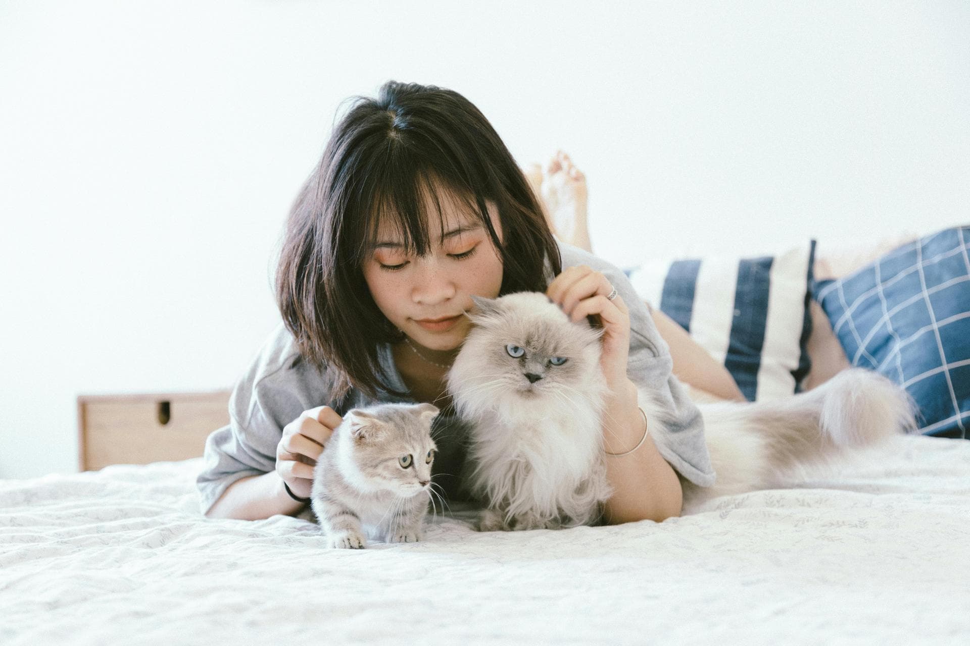 Cat Animal Health Certificate Pet Passport Prices in Edinburgh